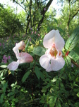 SX24029 Flowers in Biesbosch.jpg